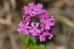 Rose verbena